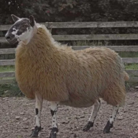 Cheviot Sheep Colouring Powder