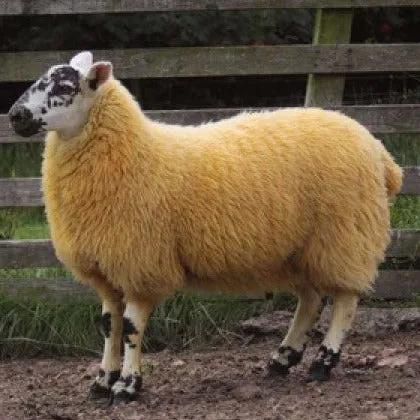 Cheviot Sheep Colouring Powder