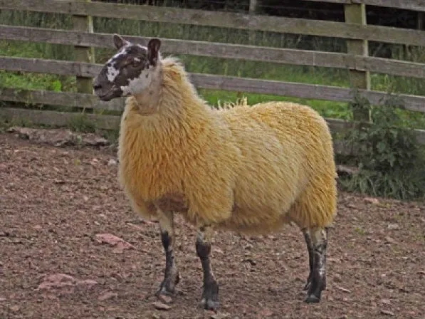 Cheviot Sheep Colouring Powder