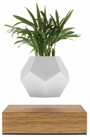 Flyte Lyfe Plant, Oak