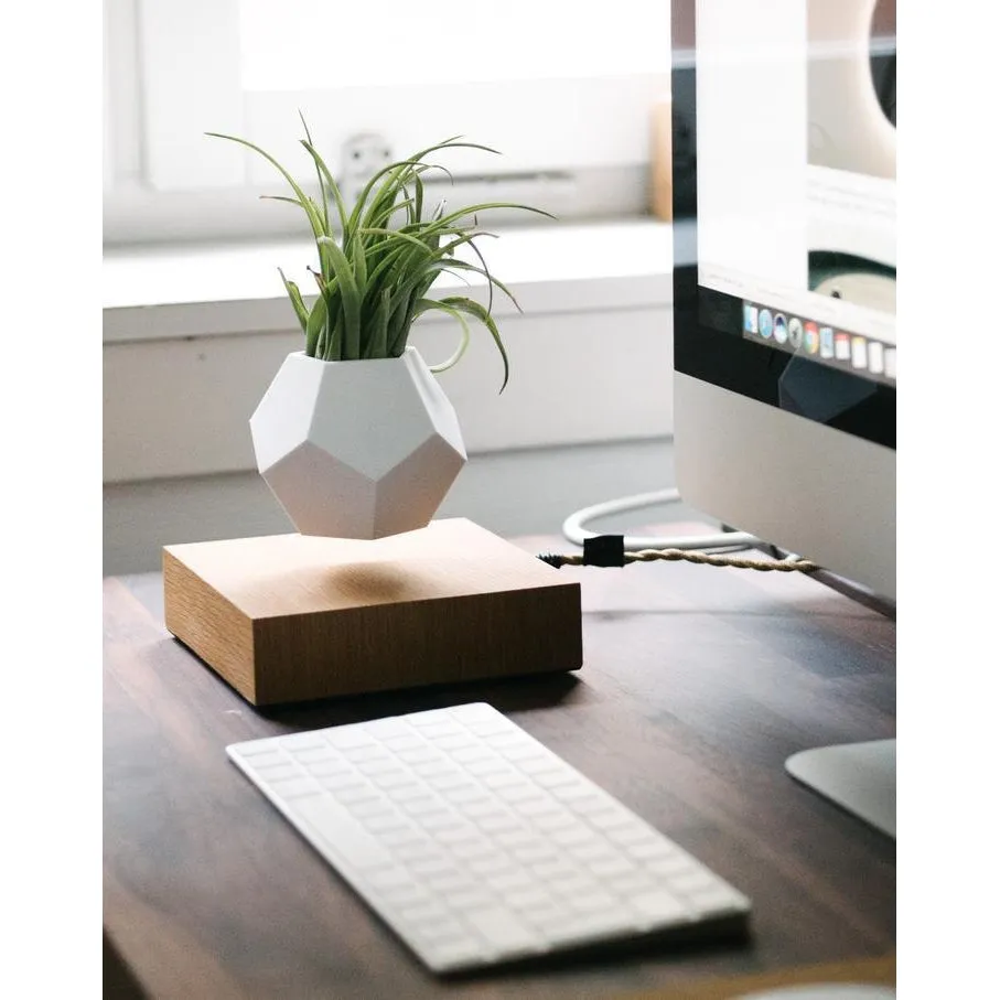Flyte Lyfe Plant, Oak