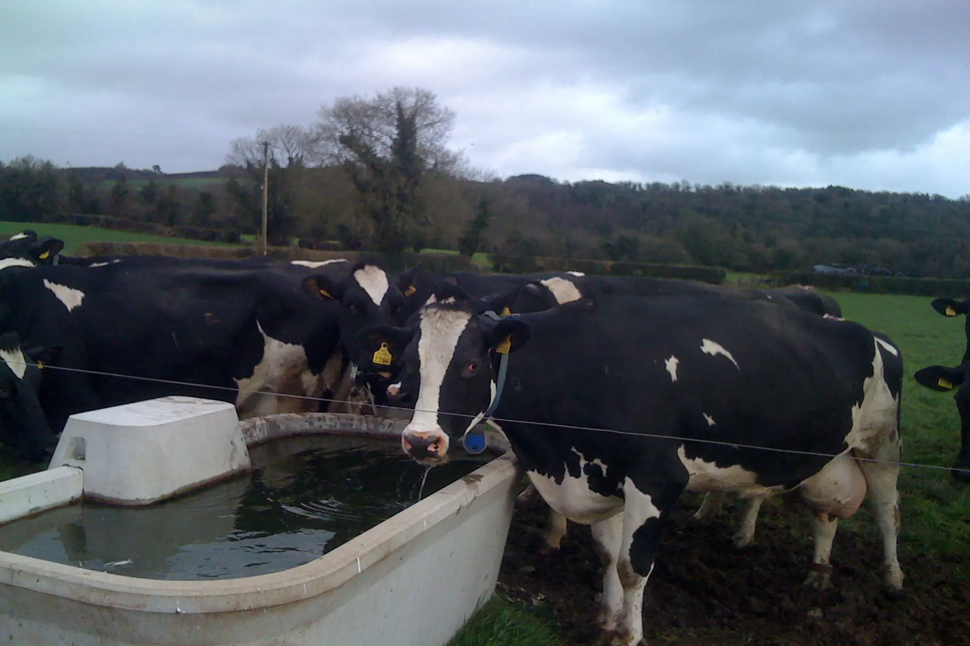 Moore Concrete Cattle Water Trough