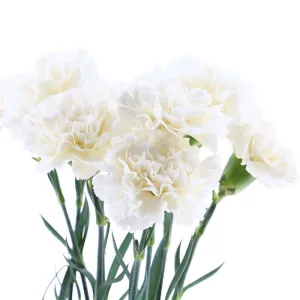 UBL Carnation Bunch 8HD White 38cm Flowers