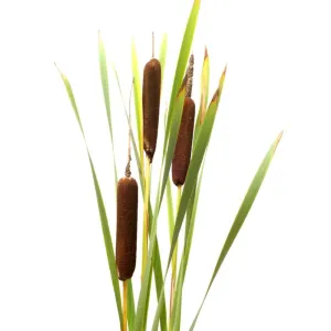 UBL Cattail Spray 7 HD 30cm Flowers