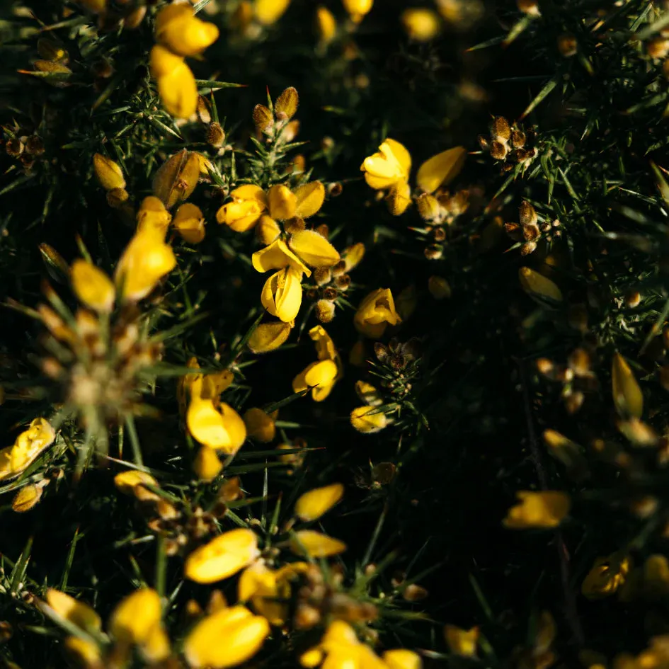 Wild Gorse Scented Tin Candle